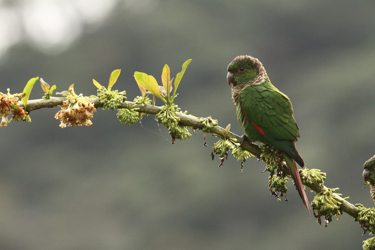 Maroon-tailed Parakeet - ML55724621