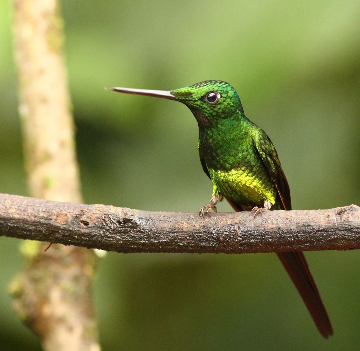 Empress Brilliant - Luke Seitz