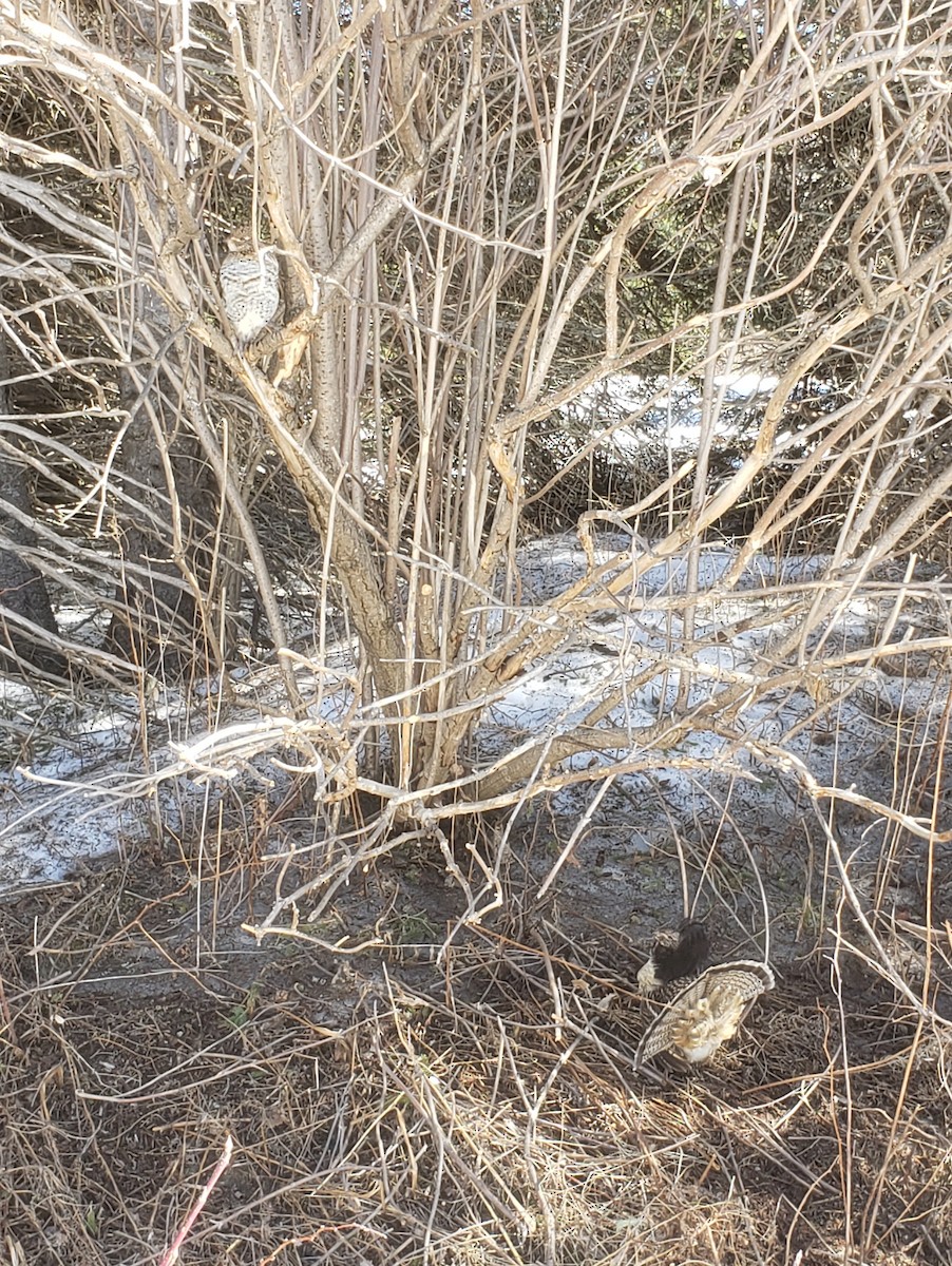 Ruffed Grouse - ML557247311