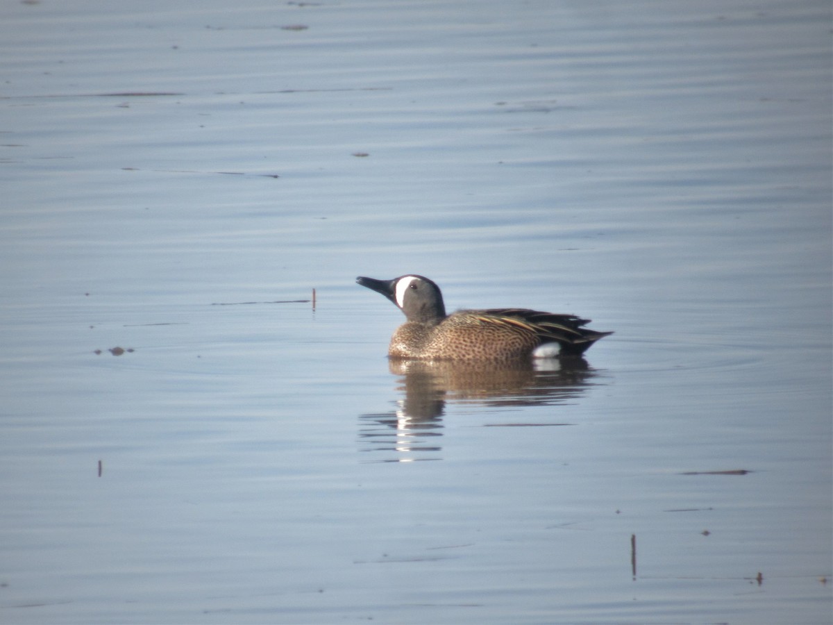 Blue-winged Teal - Gérard Cyr