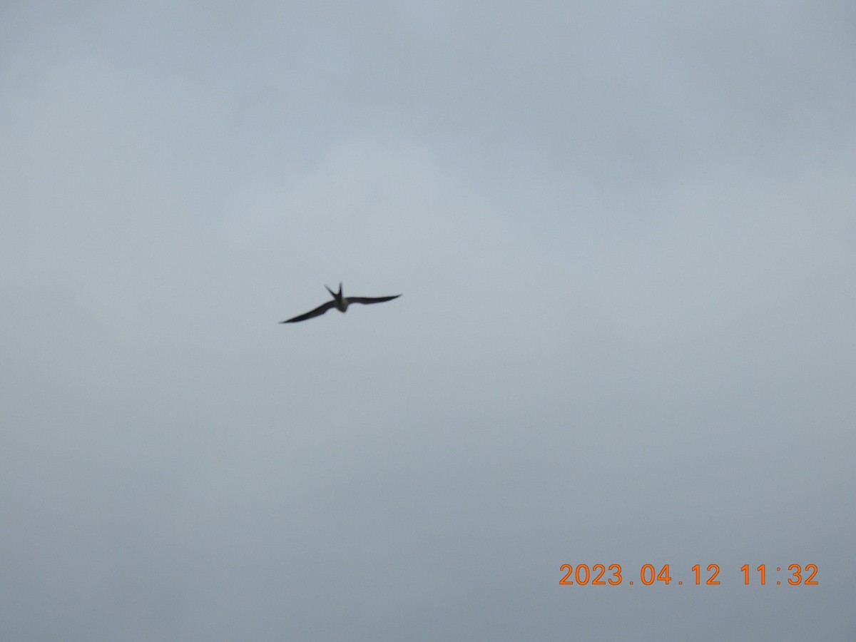 Swallow-tailed Kite - ML557247751