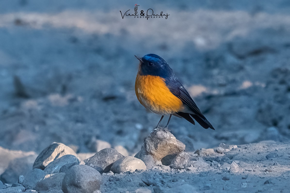 Rufous-breasted Bush-Robin - ML557247791