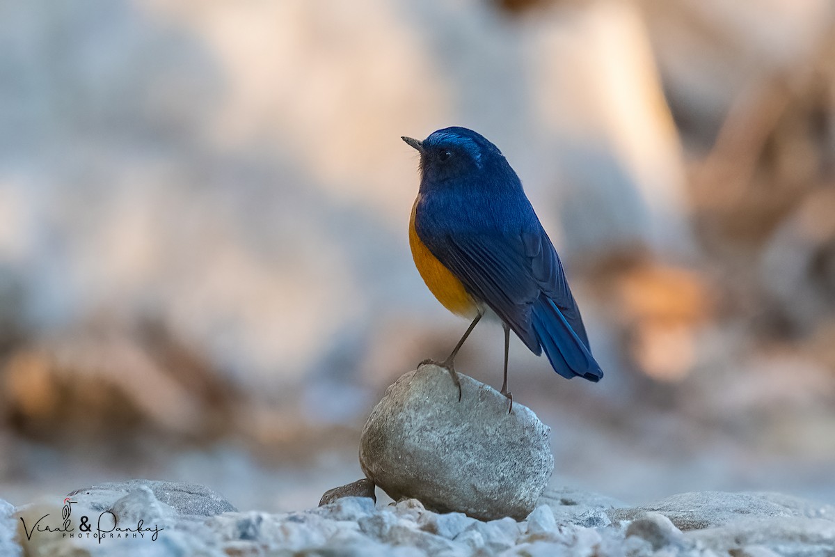 Rufous-breasted Bush-Robin - ML557247801