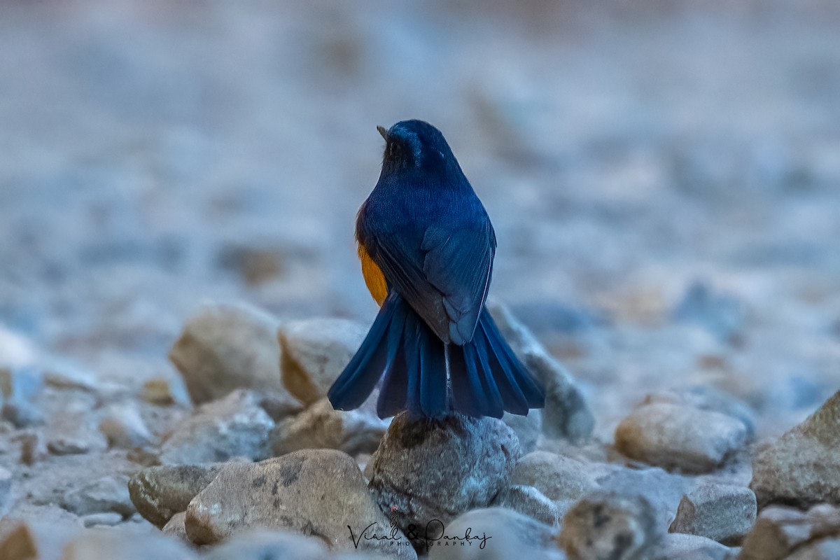 Rufous-breasted Bush-Robin - ML557247811