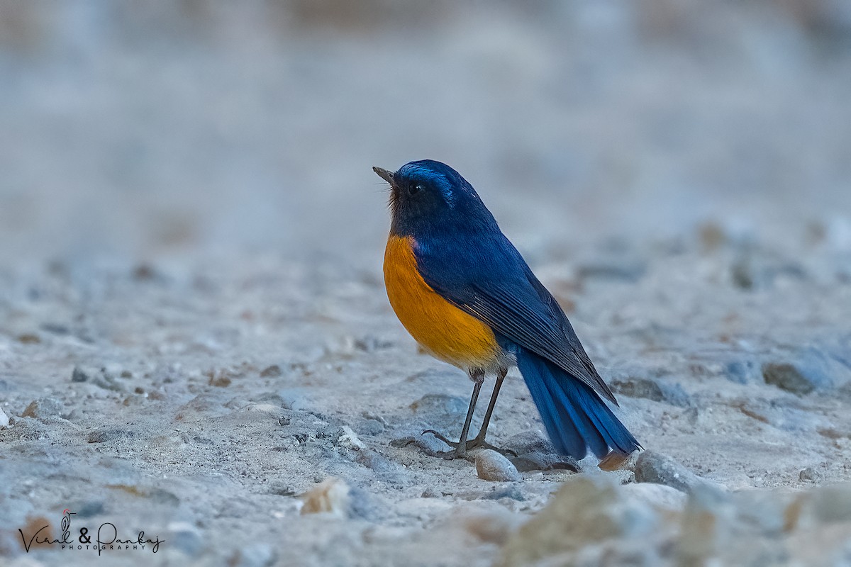 Rufous-breasted Bush-Robin - ML557247821