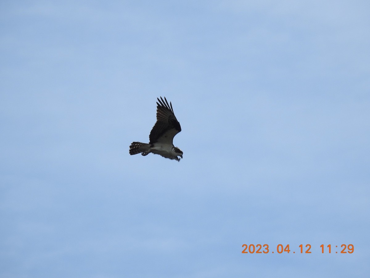 rapace sp. - ML557247851
