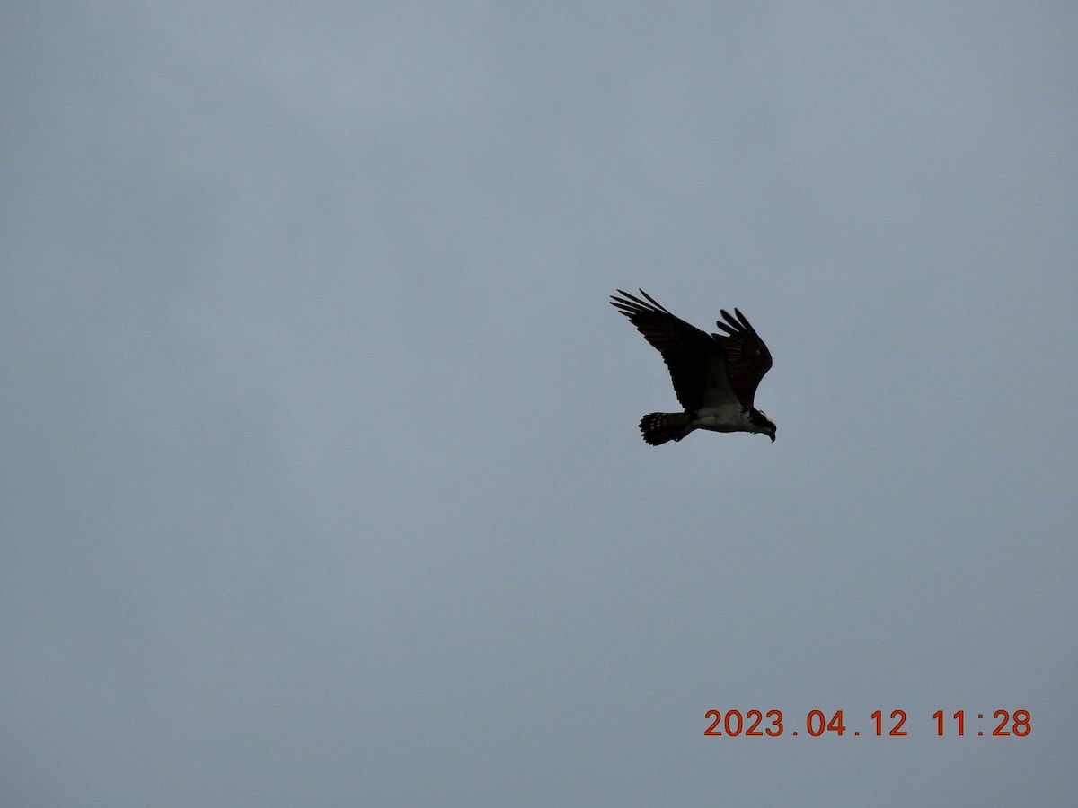 rapace sp. - ML557247891