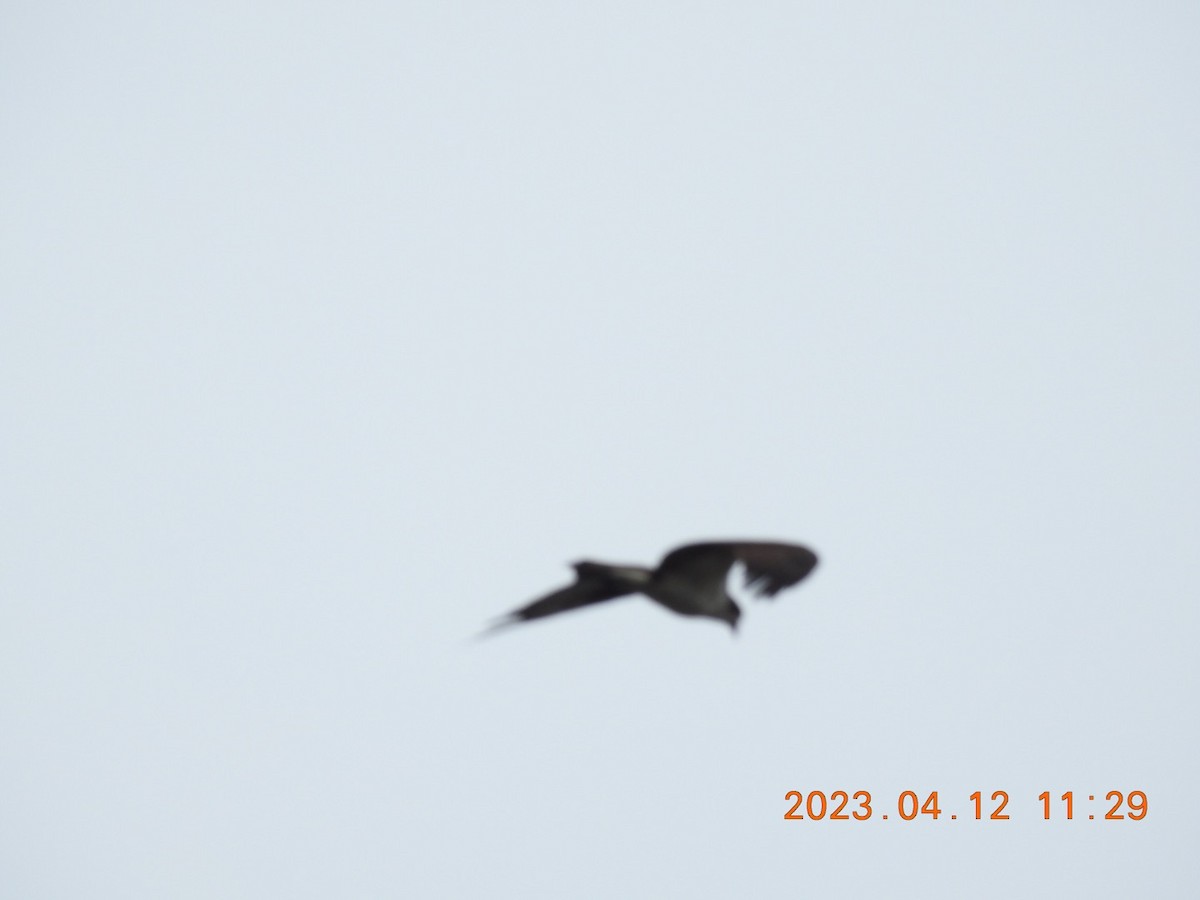 rapace sp. - ML557247951