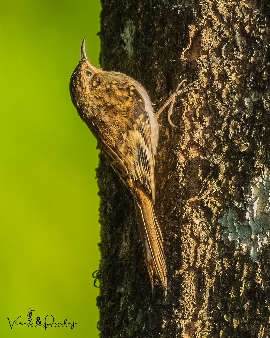 Sikkim Treecreeper - Pankaj Maheria