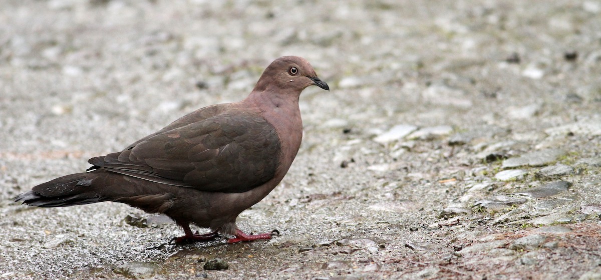 Plumbeous Pigeon - Luke Seitz