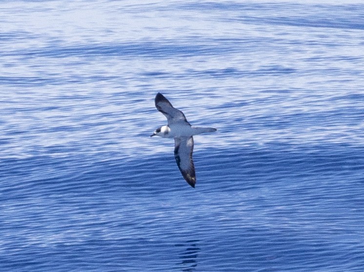 Vanuatu Petrel - Michael Rigney