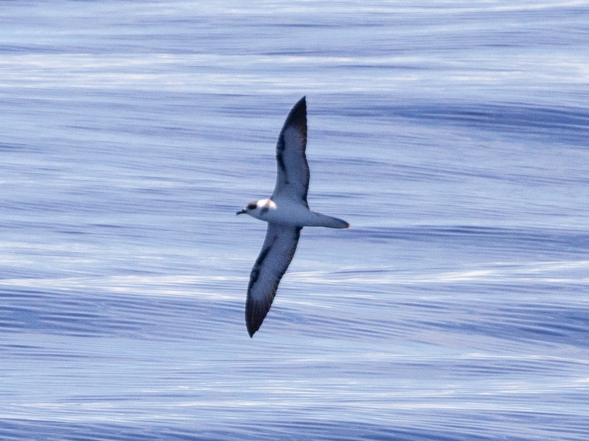 Petrel de Vanuatu - ML557249921