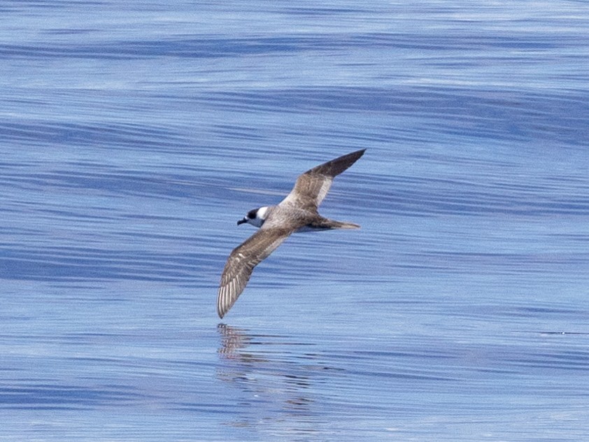 Vanuatu Petrel - Michael Rigney