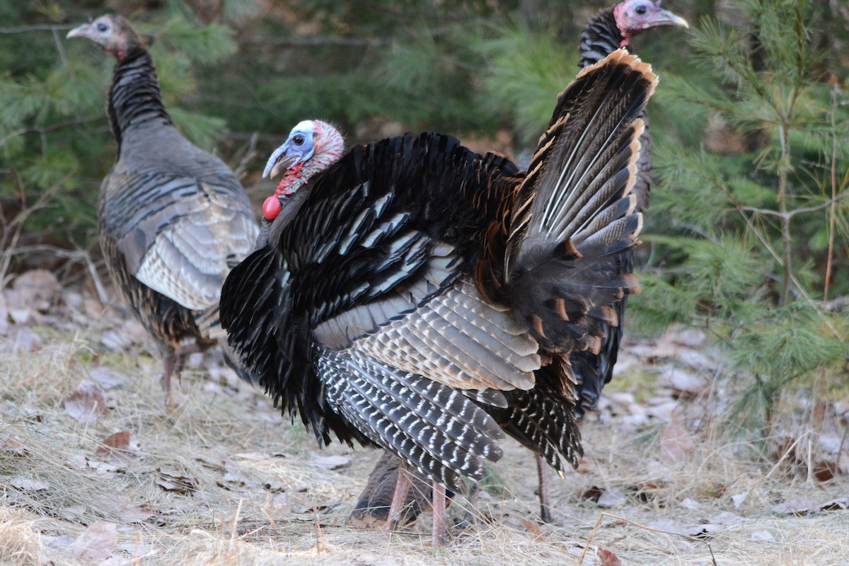 Wild Turkey - ML557250351