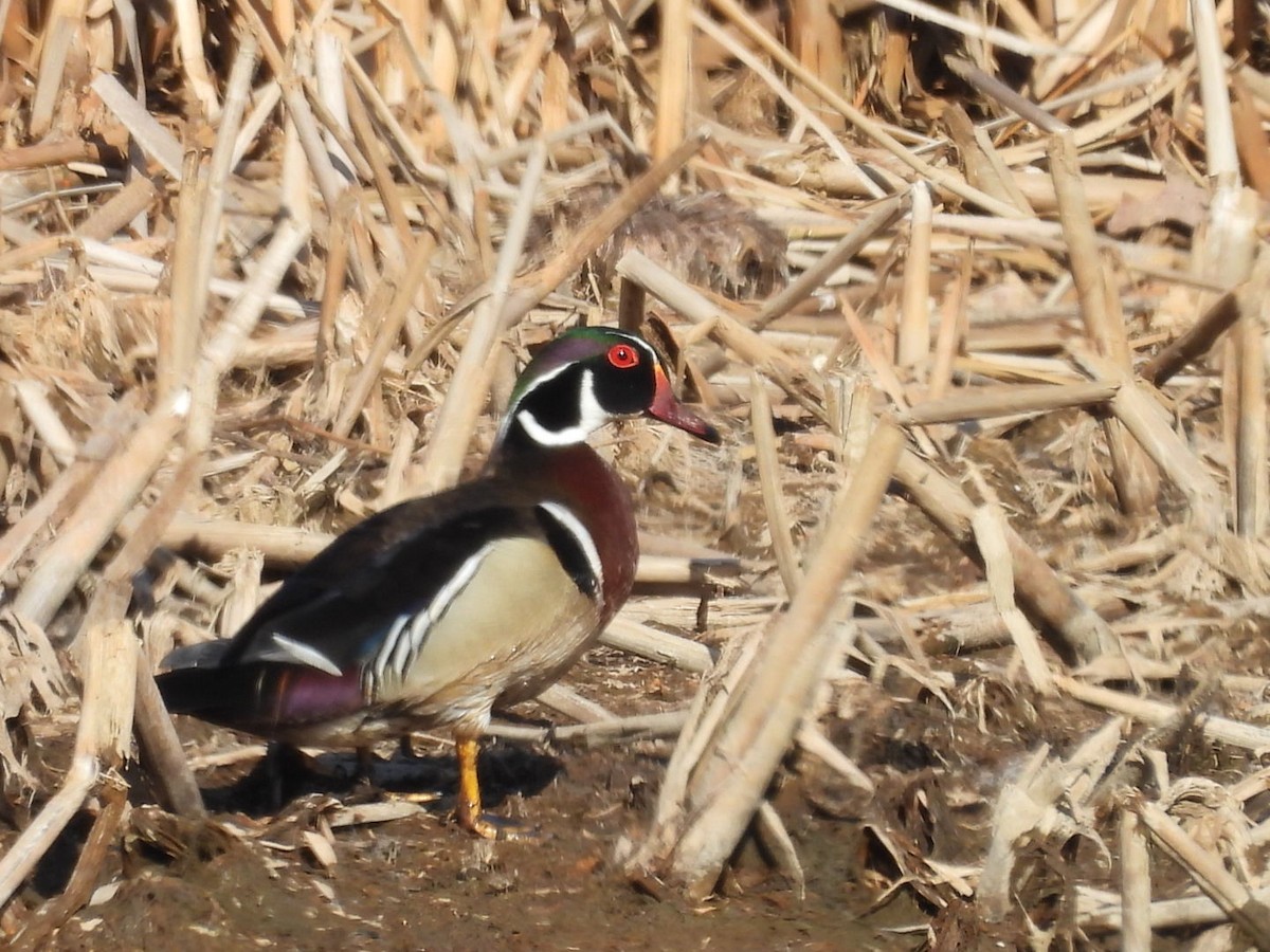 Pato Joyuyo - ML557250591