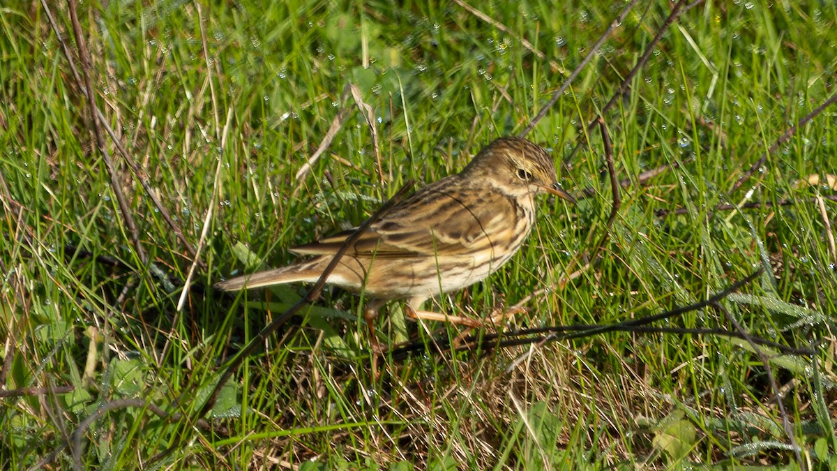 Meadow Pipit - ML557250611