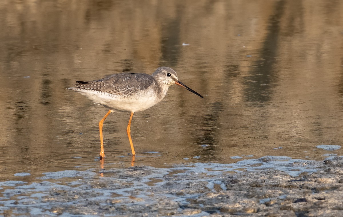 Spotted Redshank - ML557252331