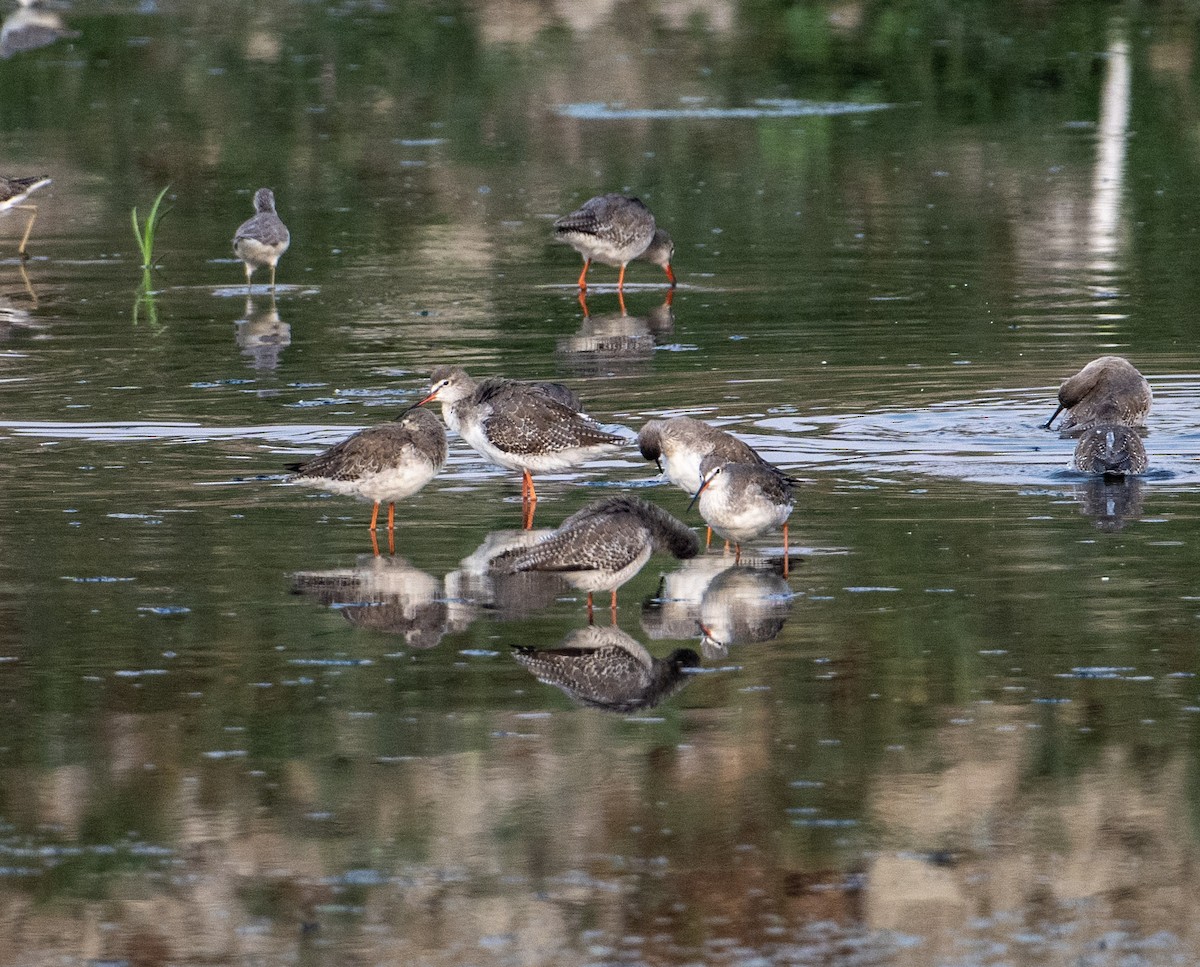 Spotted Redshank - ML557252411