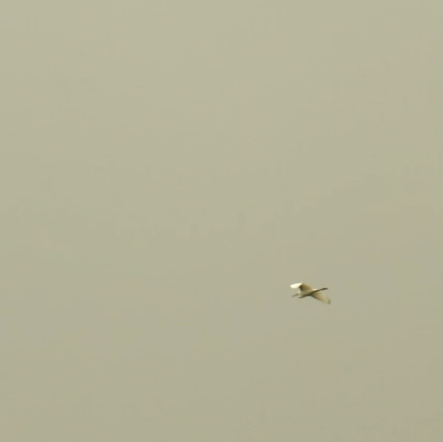 volavka modrošedá - ML55725301