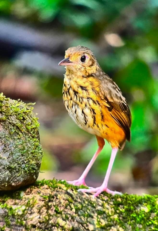 Amazonian Antpitta - William Orellana (Beaks and Peaks)