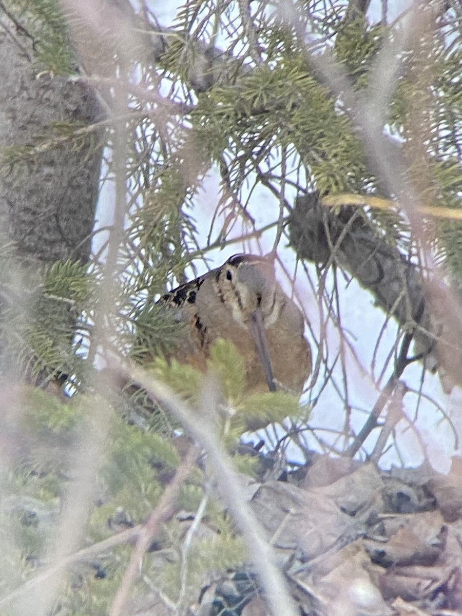 American Woodcock - ML557254611