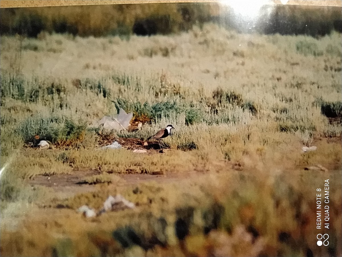 Spur-winged Lapwing - ML557255381