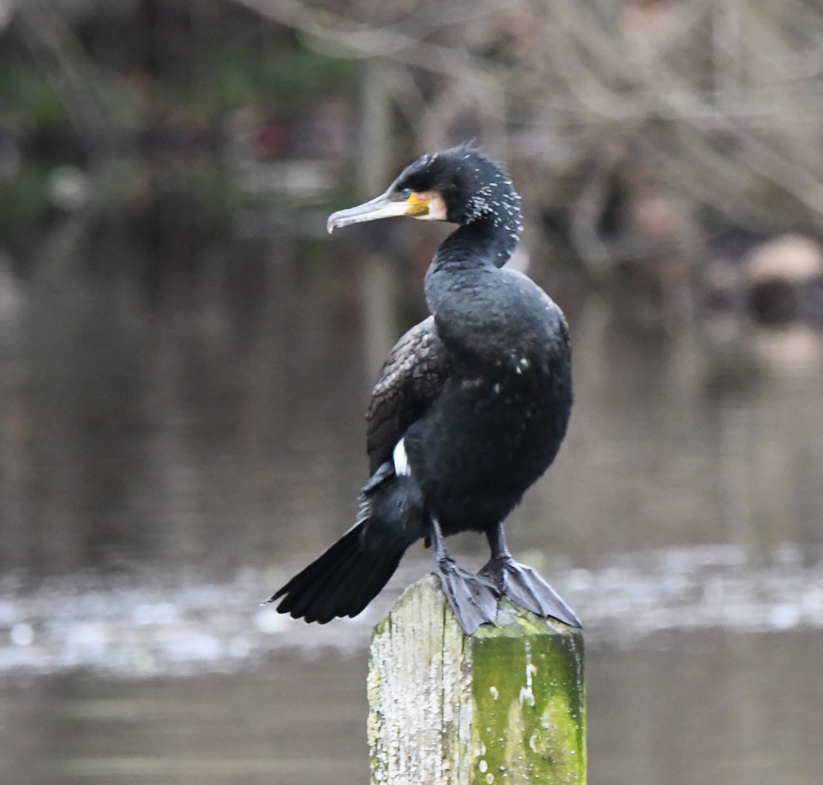 Great Cormorant - A Emmerson