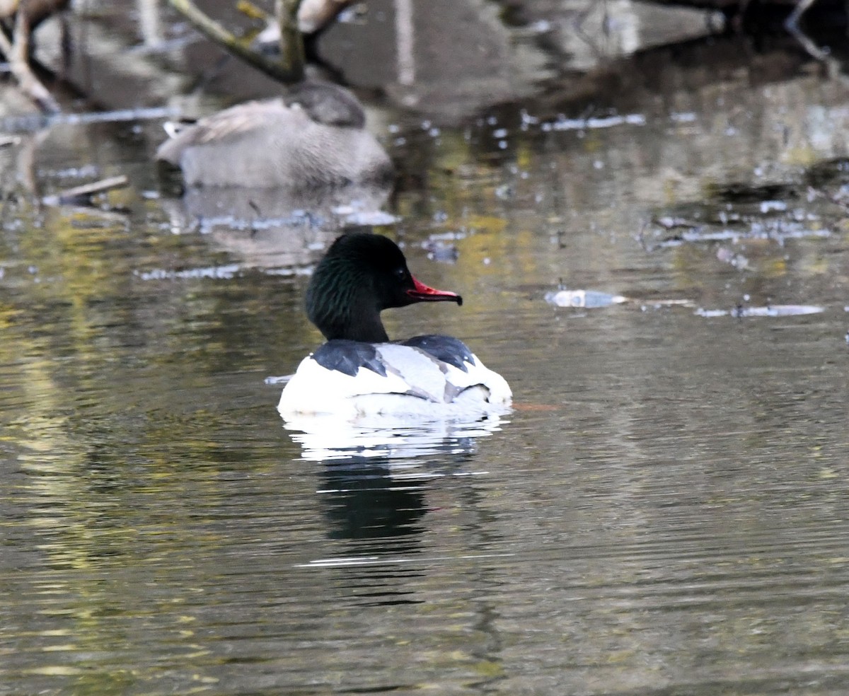 川秋沙(merganser/orientalis) - ML557256781