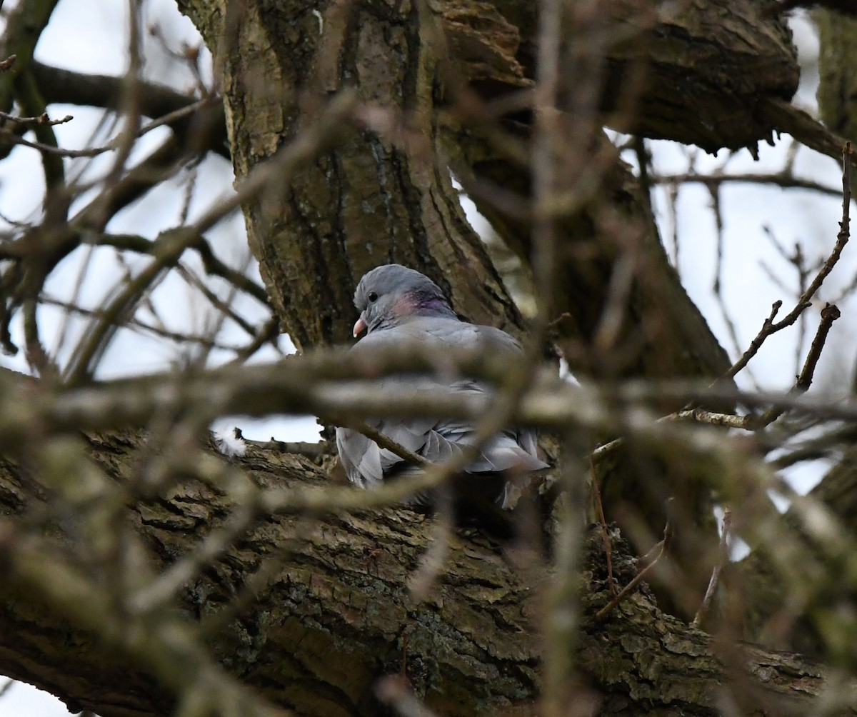 Stock Dove - ML557256821