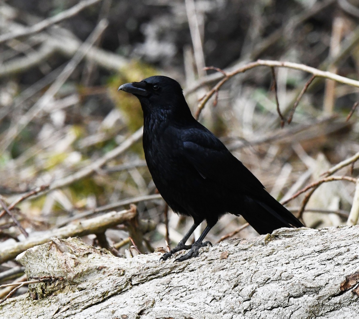 Carrion Crow (Western) - ML557256871