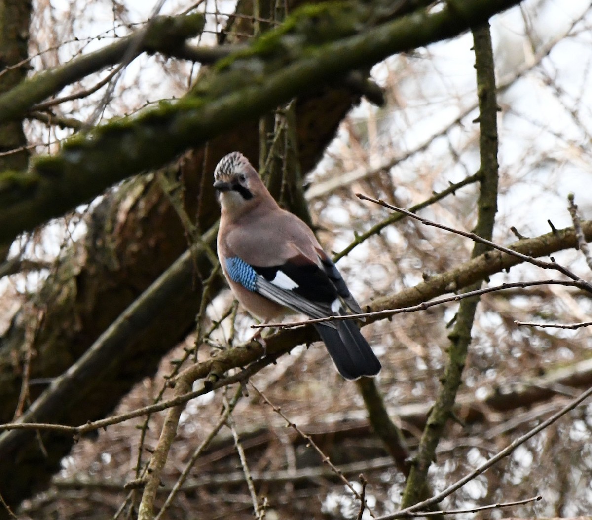 Eurasian Jay (Eurasian) - ML557256921