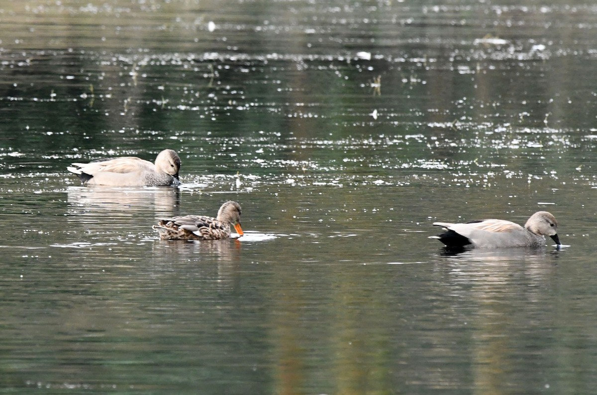 Gadwall (Common) - ML557256951