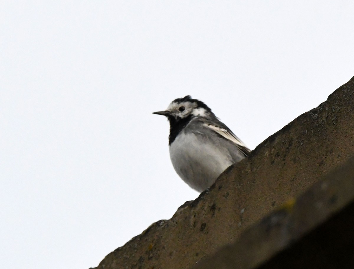 White Wagtail (British) - ML557257081