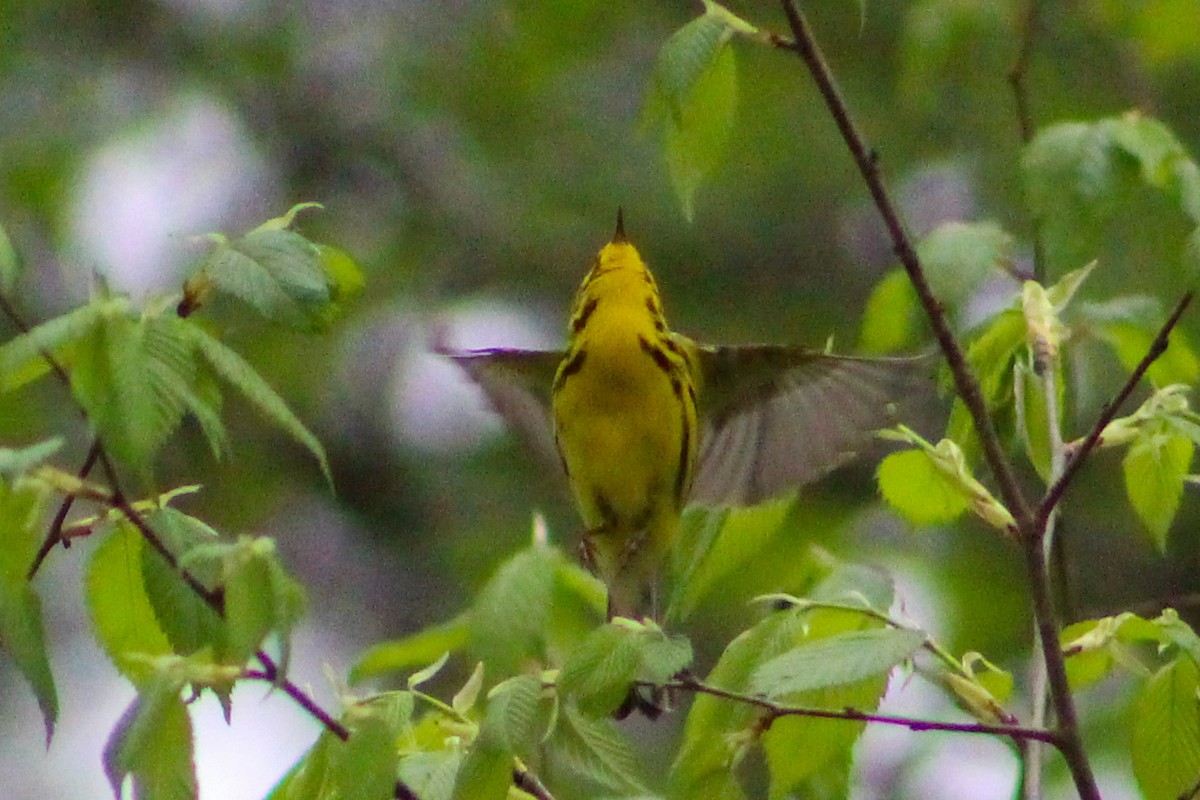 Prairie Warbler - ML557257271