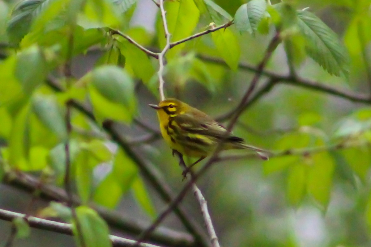Prairie Warbler - ML557257281