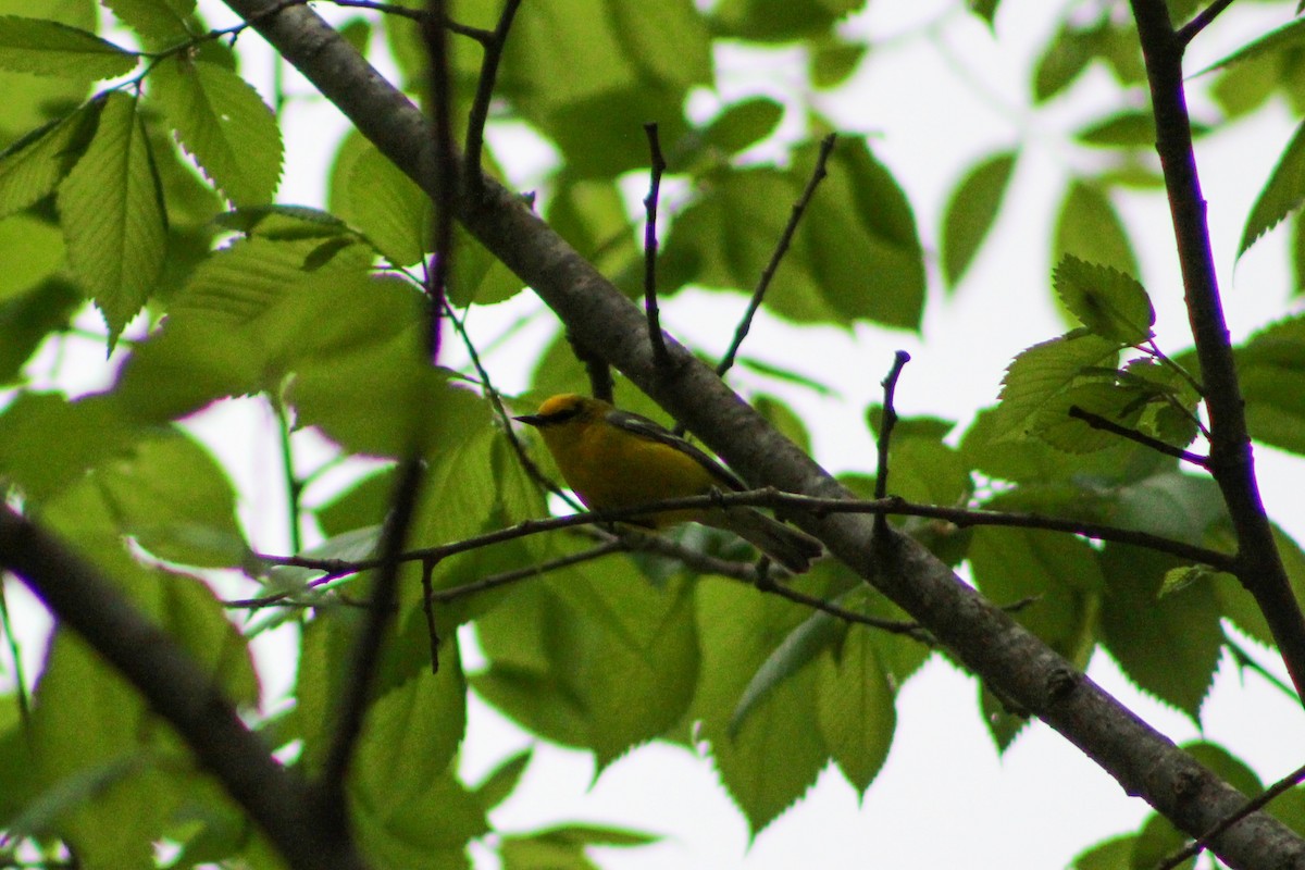 Blue-winged Warbler - ML557257291
