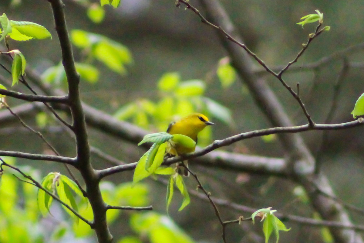 Blue-winged Warbler - ML557257311