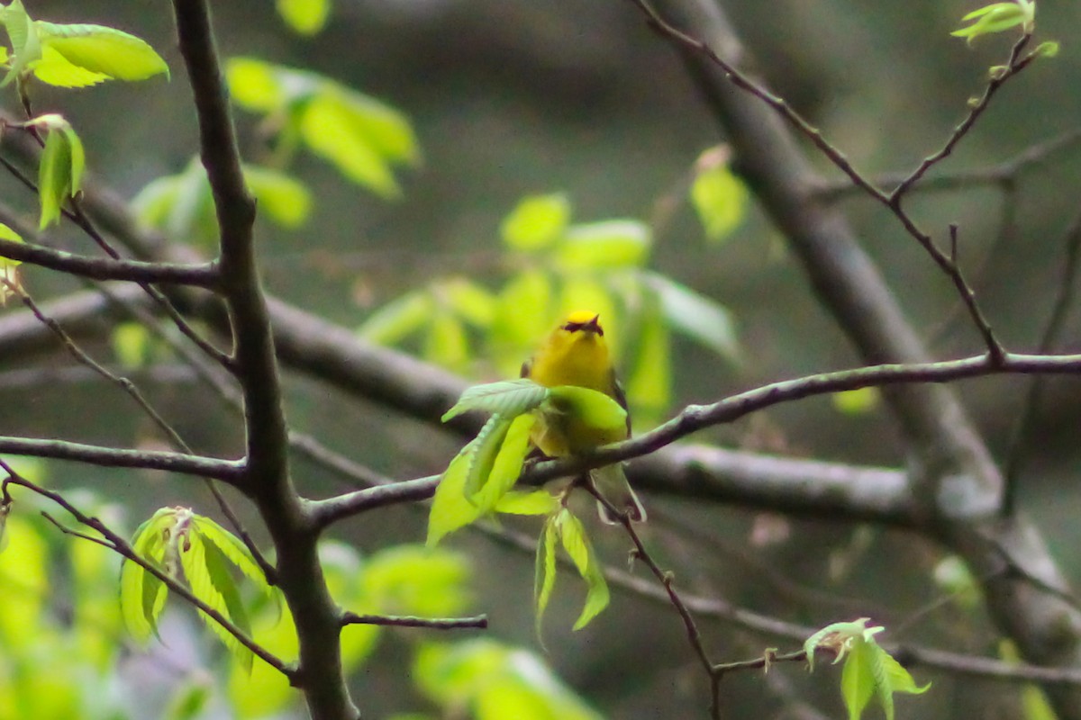 Blue-winged Warbler - ML557257321