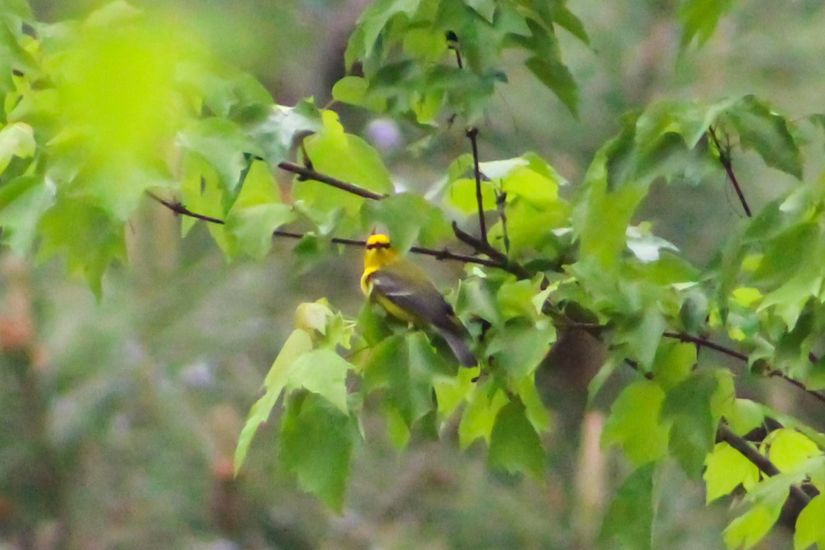 Blue-winged Warbler - ML557257331