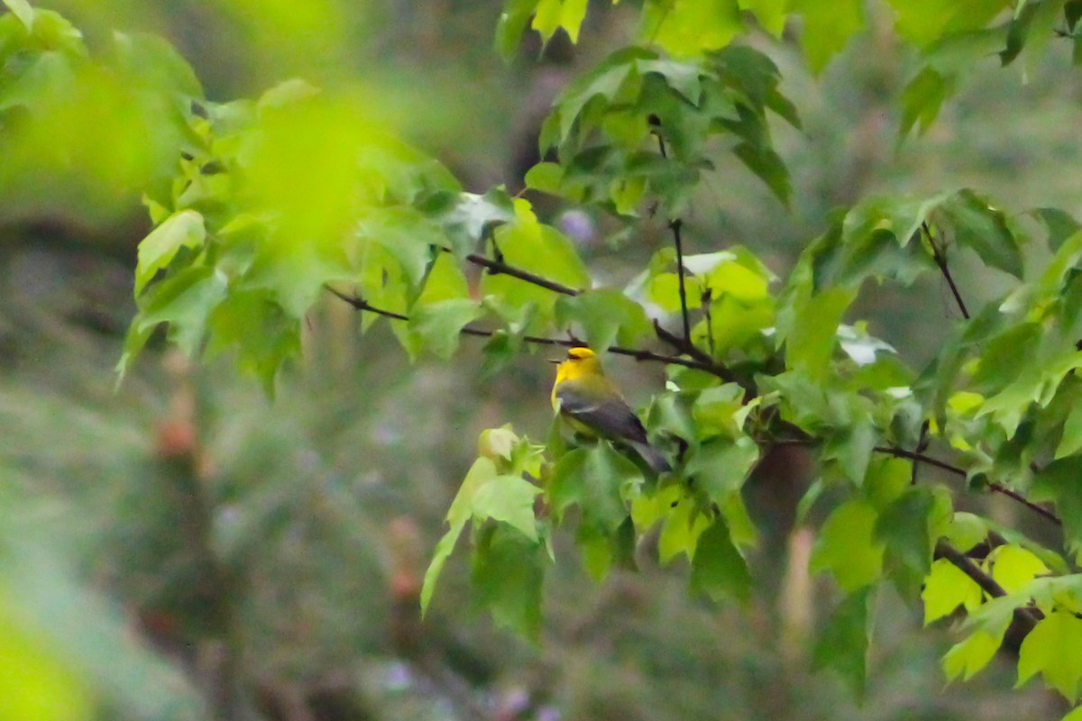 Blue-winged Warbler - ML557257341