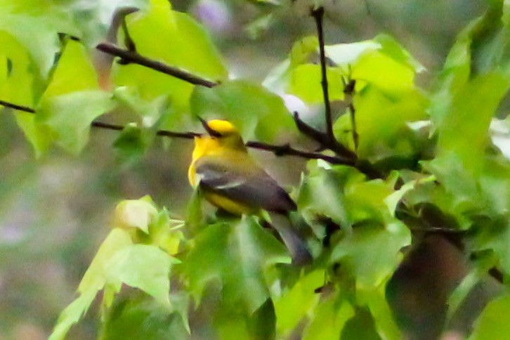 Blue-winged Warbler - ML557257351