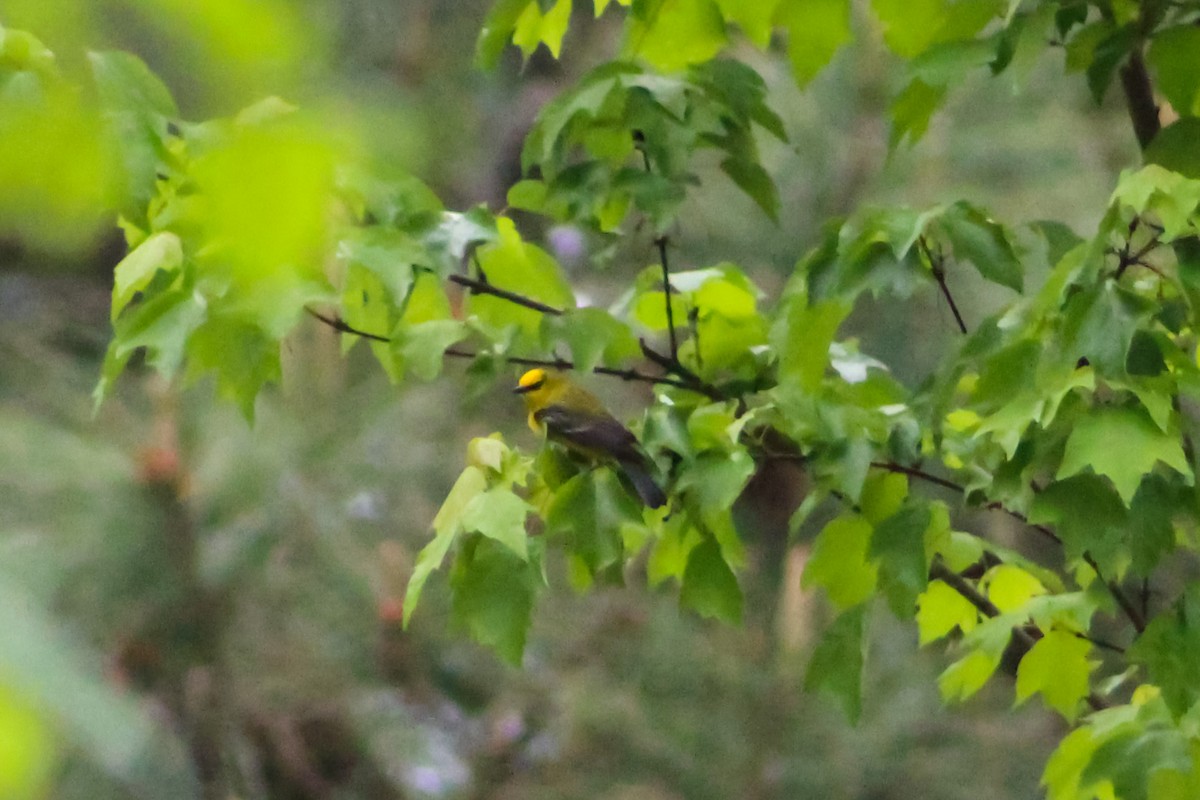 Blue-winged Warbler - ML557257371