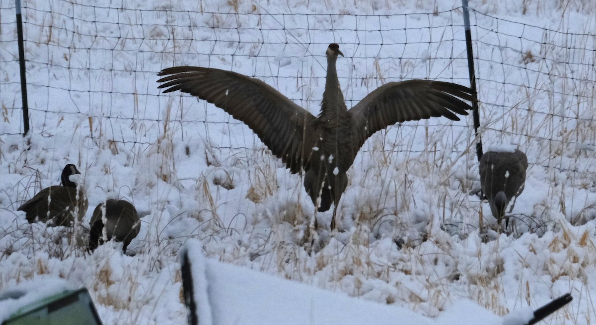 Sandhill Crane - Maggie  Ryan