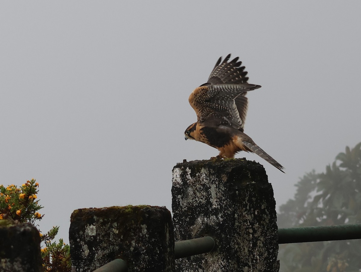 Aplomado Falcon - Joan Baker