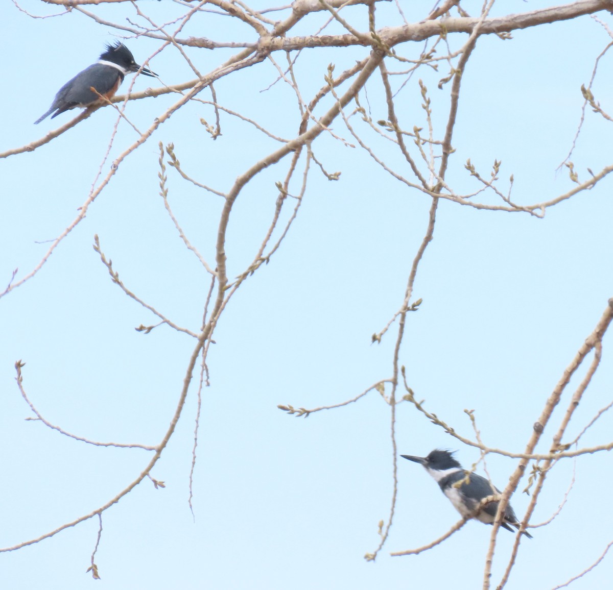 Belted Kingfisher - ML557257861