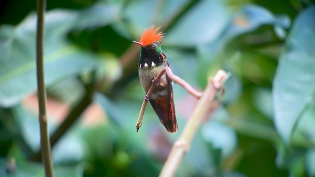 Rufous-crested Coquette - ML557259161