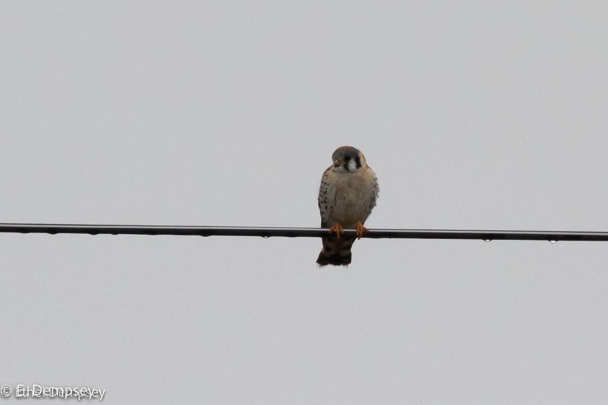 American Kestrel - ML557259661