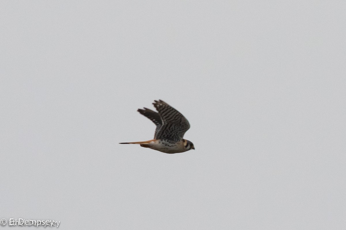 American Kestrel - ML557259701