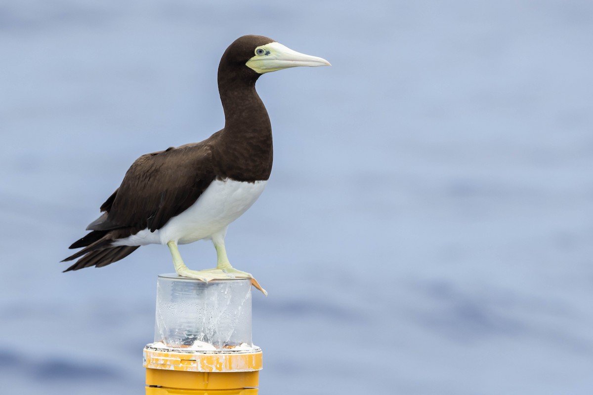 Brown Booby (Forster's) - Alex Lamoreaux