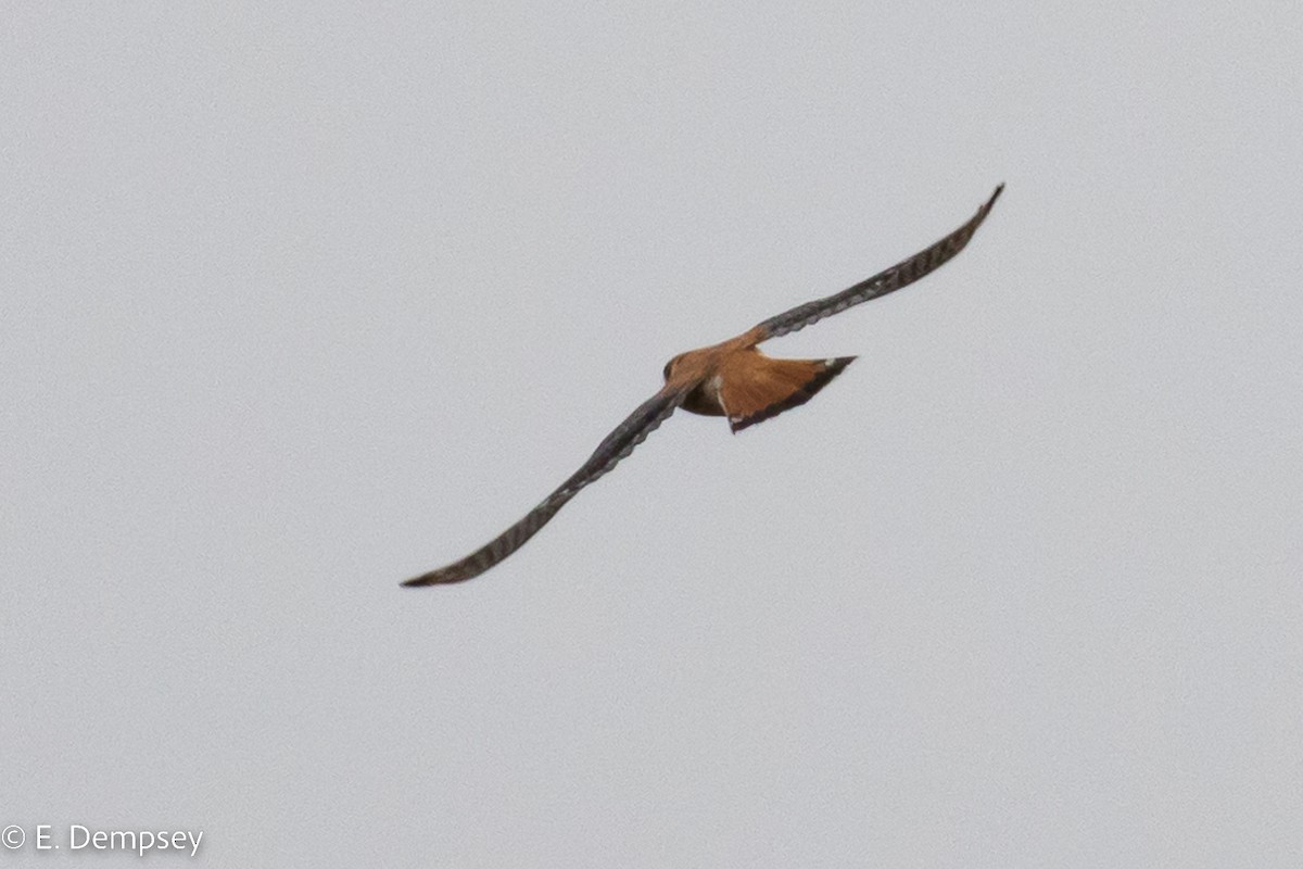 American Kestrel - ML557259961